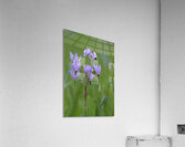 KO A18316 Acrylic Print