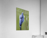 Common Camas Camassia quamash Mt. Tzouhalem Ecological Reserve Cowichan Valley British Columbia Canada Acrylic Print