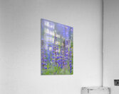 Farm in the Cowichan Valley Vancouver Island British Columbia Canada. Acrylic Print