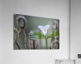 KO A17880 Acrylic Print