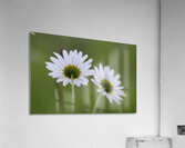 Farm in the Cowichan Valley Vancouver Island British Columbia Canada. Acrylic Print