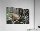 Hoatzin Opisthocomus hoazin on a branch over Lake Garzacocha La Selva Jungle Eco Lodge Amazon Basin Ecuador Acrylic Print