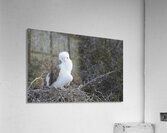 KO EC 14270 Acrylic Print