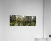 Lush Forest Acrylic Print