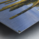 Organ Pipe Cactus Metal print