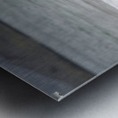 Galapagos sea lions Metal print