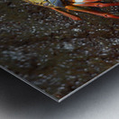 Sally Lightfoot crab Metal print