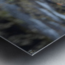 Galapagos sea lion Metal print