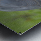 Galapagos giant tortoise Metal print