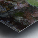 Anemones and eel grass in a tidepool Metal print