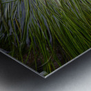 Eel grass in a tide pool Metal print