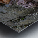 Sea stars on the rocks at Tonquin Beach Metal print