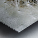 Dandelion Cowichan Valley Vancouver Island British Columbia Canada Metal print