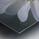 Daisy Cowichan Valley Vancouver Island British Columbia Canada Metal print