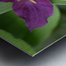 Western Trillium Trillium ovatum Cowichan Valley Vancouver Island British Columbia Canada Metal print