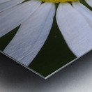 Daisy Cowichan Valley Vancouver Island British Columbia Canada Metal print