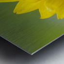 Deltoid Balsamroot Balsamorhiza deltoidea Cowichan Valley Vancouver Island British Columbia Canada Metal print