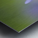 Common Camas Camassia quamash Cowichan Valley Vancouver Island British Columbia Canada Metal print