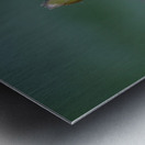 Salal Gaultheria shallon Cowichan Valley Vancouver Island British Columbia Canada Metal print