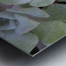 Broadleaf Stonecrop Collinsia parviflora Sedum spathulifolium Cowichan Valley Vancouver Island British Columbia Canada Metal print