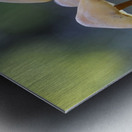 Mycena Mushroom Metal print