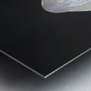 Small translucent mushroom on dead tree branch showing roots Metal print