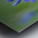 Common Camas Camassia quamash Cowichan Garry Oak Preserve Cowichan Valley Vancouver Island British Columbia. Metal print