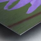 Shooting Star Dodecatheon pulchellum Cowichan Garry Oak Preserve Cowichan Valley Vancouver Island British Columbia. Metal print