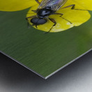 Buttercup Ranunculus Cowichan Valley Vancouver Island British Columbia Canada Metal print