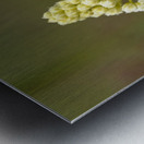 Death Camas or Meadow Death camas Zigadenus venenosus Cowichan Valley Vancouver Island British Columbia Canada Metal print