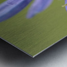 Common Camas Camassia quamash Cowichan Garry Oak Preserve Cowichan Valley Vancouver Island British Columbia. Metal print