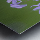 Shooting Star Dodecatheon pulchellum Cowichan Garry Oak Preserve Cowichan Valley Vancouver Island British Columbia. Metal print