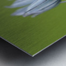 Common Camas Camassia quamash Cowichan Garry Oak Preserve Cowichan Valley Vancouver Island British Columbia. Metal print