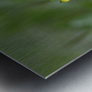 Deltoid Balsamroot Balsamorhiza deltoidea Cowichan Valley Vancouver Island British Columbia Canada Metal print