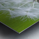 Dandelion Cowichan Valley Vancouver Island British Columbia Canada Metal print