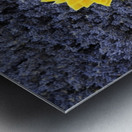 Dried sunflower with lavender flowers Metal print