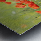 Wild poppies in Lourmarin Metal print