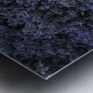 Dried sunflower in a bed of lavender flowers at Lourmarins street market Metal print