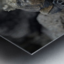 Marine Iguanas Amblyrhynchus cristatus Urbina Bay Isabela Island Galapagos Islands Ecuador Metal print