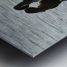 Flightless Cormorants Phalacrocorax harrisi stretching their wings Punta Espinosa Fernandina Island Galapagos Islands Ecuador Metal print