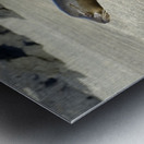 Galapagos sea lion male charging Punta Espinosa Fernandina Island Galapagos Islands Ecuador Metal print