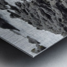 Marine Iguana Amblyrhynchus cristatus Urbina Bay Isabela Island Galapagos Islands Ecuador Metal print