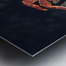 Sally Lightfoot crab Grapsus grapsus on black lava Punta Espinosa Fernandina Island Galapagos  Islands Ecuador Metal print