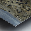 Group of Marine Iguanas Punta Espinosa Fernandina Island Galapagos Islands Ecuador Metal print