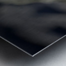 Galapagos Dove Zenaida galapagoensis on lava Urbina Bay Isabela Island Galapagos Islands Ecuador Metal print