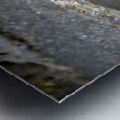 Galapagos sea lion Zalophus californianus wollebaeki juvenile Punta Espinosa Fernandina Island Galapagos Islands Ecuador
 Metal print