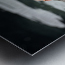 Sally Lightfoot crab Grapsus grapsus Urbina Bay Isabela Island Galapagos Islands Ecuador Metal print