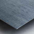 Galapagos sea lion Zalophus wollebaeki stretching Punta Espinosa Fernandina Island Galapagos Islands Ecuador Metal print