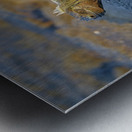 Marine Iguana Amblyrhynchus cristatus at sunset with beautiful coloring Punta Espinosa Fernandina Island Galapagos Islands Ecuador Metal print