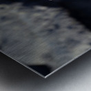 Marine Iguana Amblyrhynchus cristatus walking Punta Espinosa Fernandina Island Galapagos Islands Ecuador Metal print